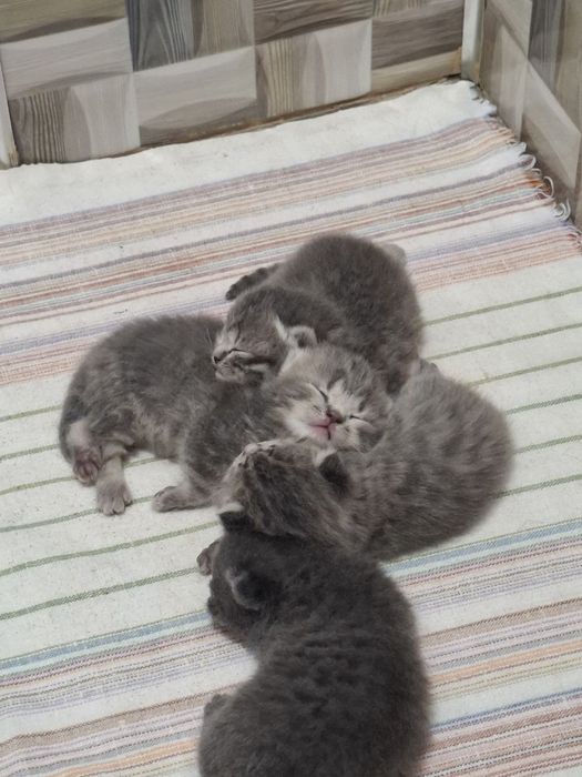 Котёнок   Скоттиш ФОЛД