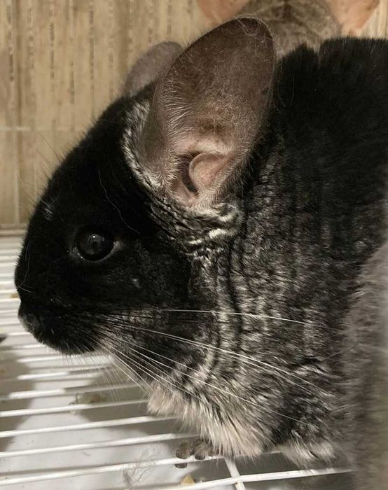 Шиншиллы(Diamond Chinchilla]