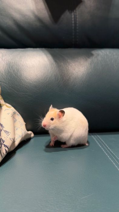 Хомяки сирийские короткошерстные и длинношерстные