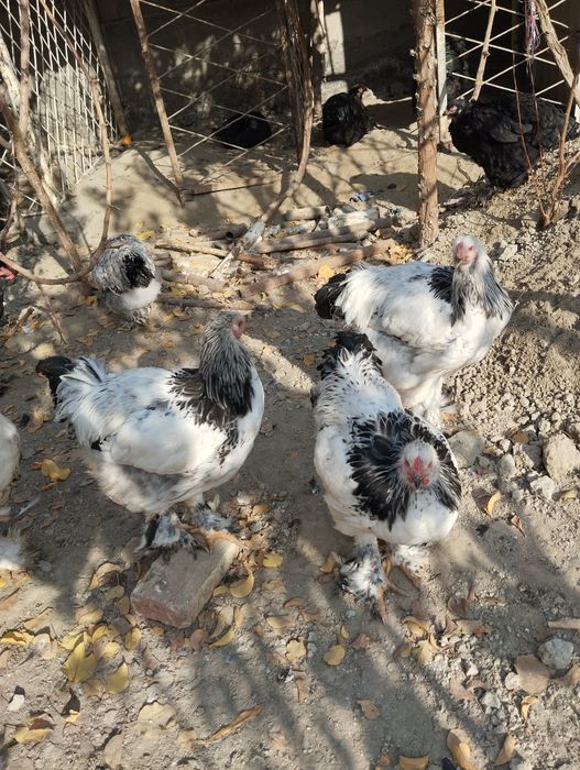 Светлый  палевый хурозла сотилади