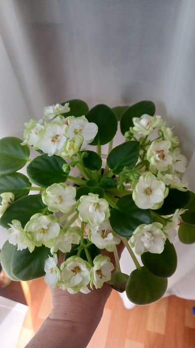 Фиалка сортовая  ЛЕКО-Танцы на Воде