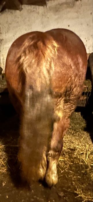 De vanzare iapa de 6 ani garantata fara defecte gestanta ff blanda