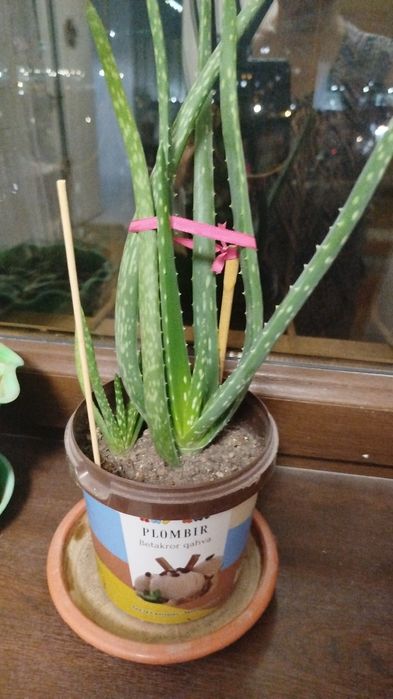 Домашний цветок Алоэ-вера (лечебный) от 50000 и вышесум