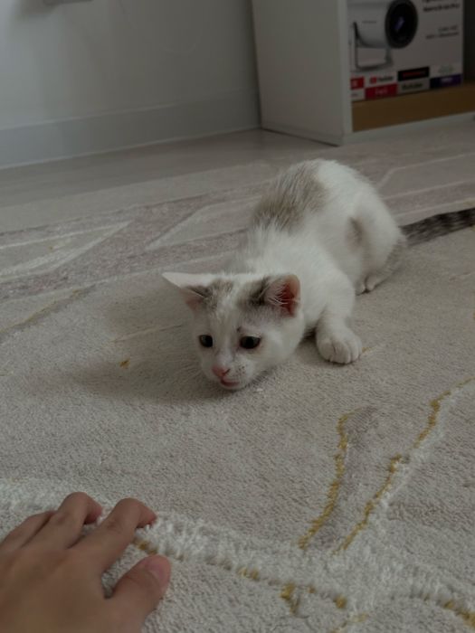Отдаю котенка мальчика в дорбые руки