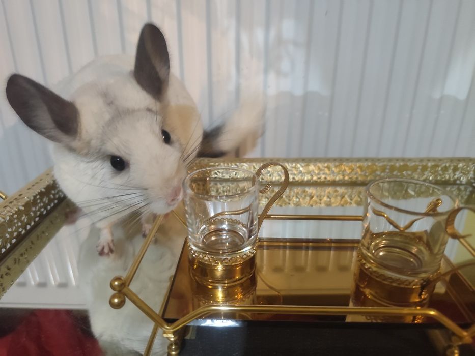 Chinchilla alba si brown velvet