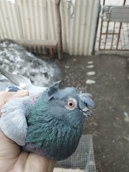 Продам самца сизы