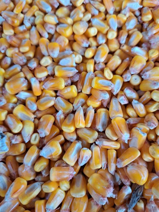 Vand porumb boabe, soi DECALB