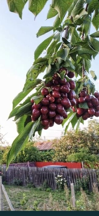 Mere.Aronia congelata.Suc aronia.Pomi:Nuci.Aluni.Ciresi.Meri.Visin.Soc