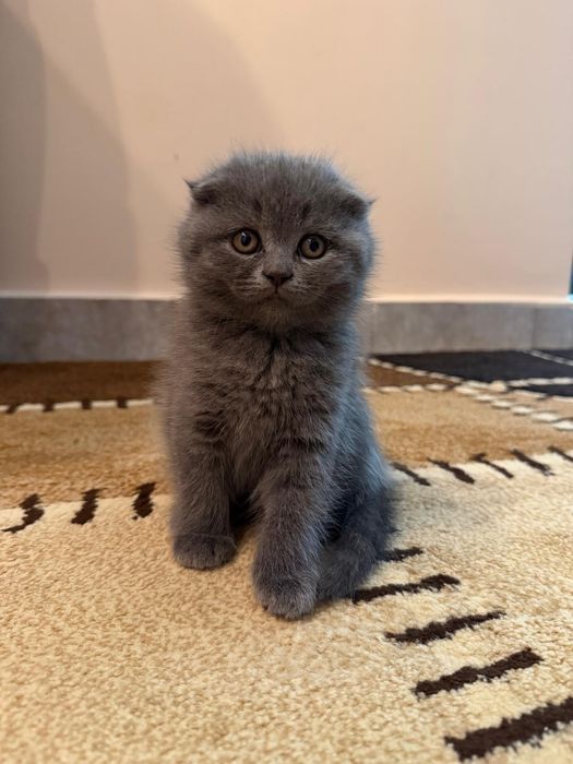 Scottish Fold Short Hair