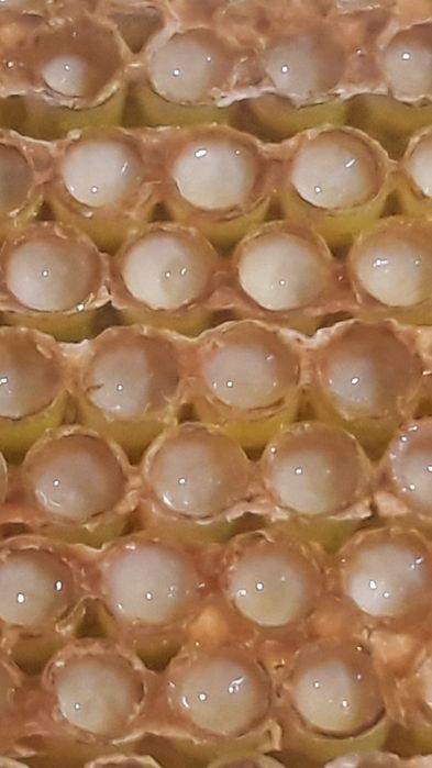 Laptisor De Matca Pur Românesc , miere , polen ,propolis !