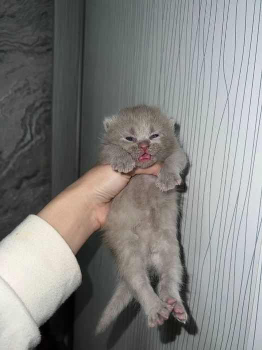 Продаются котята скоттиш страйт и фолд