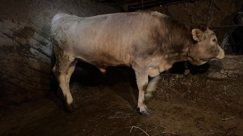 1.5 жасар Бұқа.