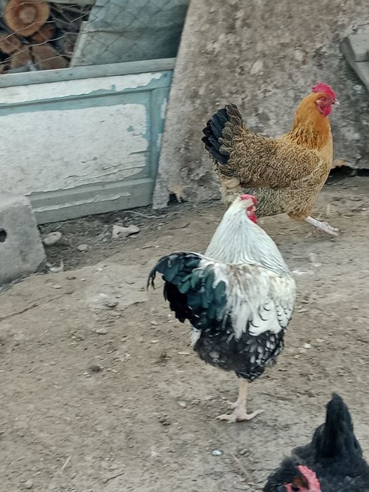 Продам домашний курей