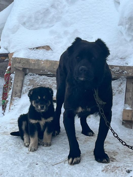 Продам Алабай сучка