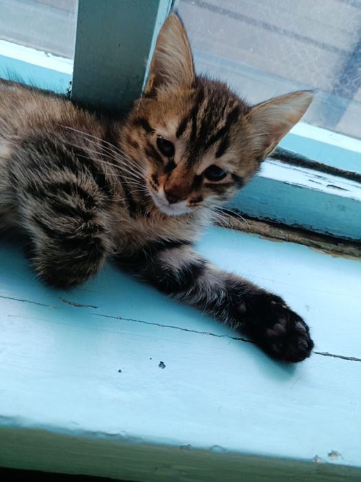 Отдам котят в добрые руки