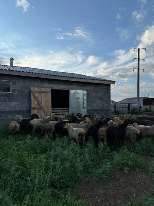 Токты кой сатамын