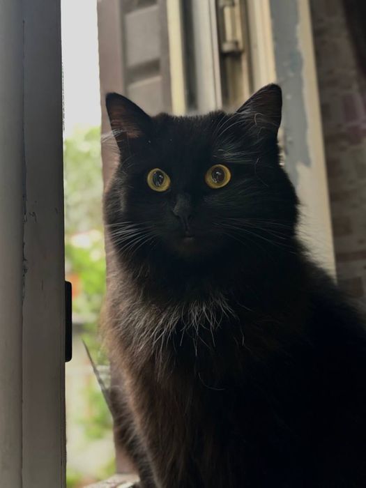 Пропала кошка!!!