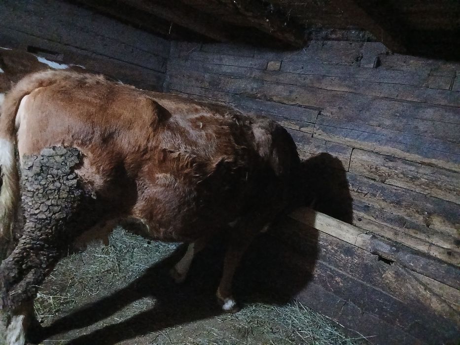 Vand vaca baltata romaneasca