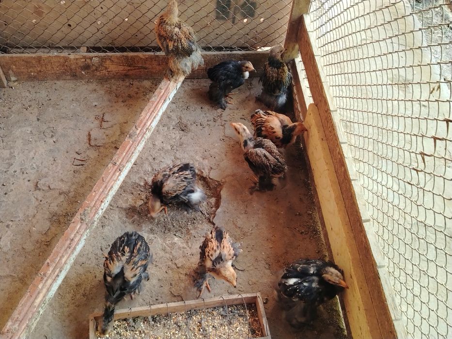 BRAMA Jojalari Sotuvda 2 Oylik