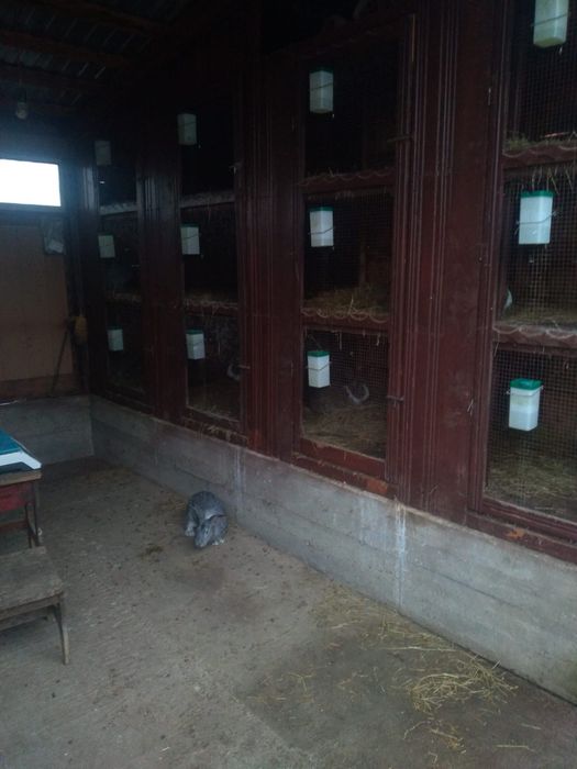 Vand iepuri vii sau taiati