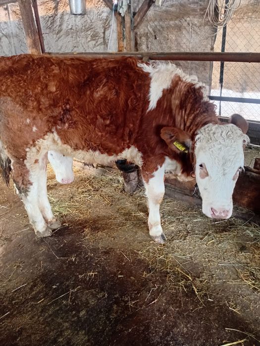 Juninci baltate (vițele)