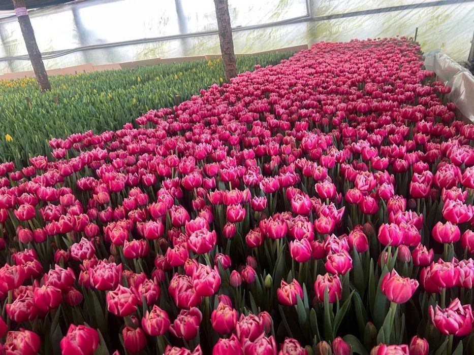 Тюлпаны оптом в Астане
