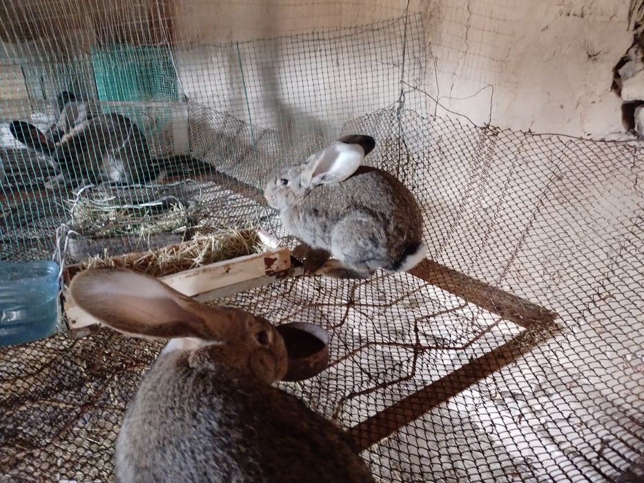 Flander quyonlar erkagi 6 oylik