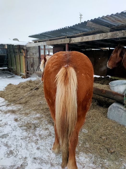 Айғыр Тяж жеребец