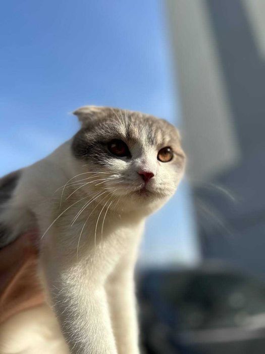 Ayol mushuk kerak, erkak mushugimga