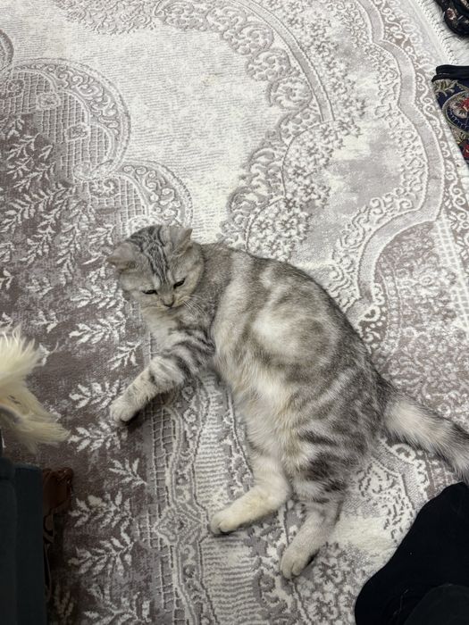 Scottish gold Straight