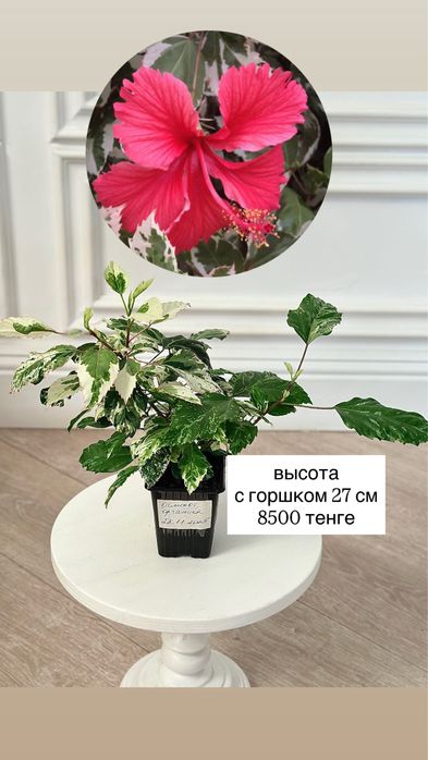 Вариегатный гибискус