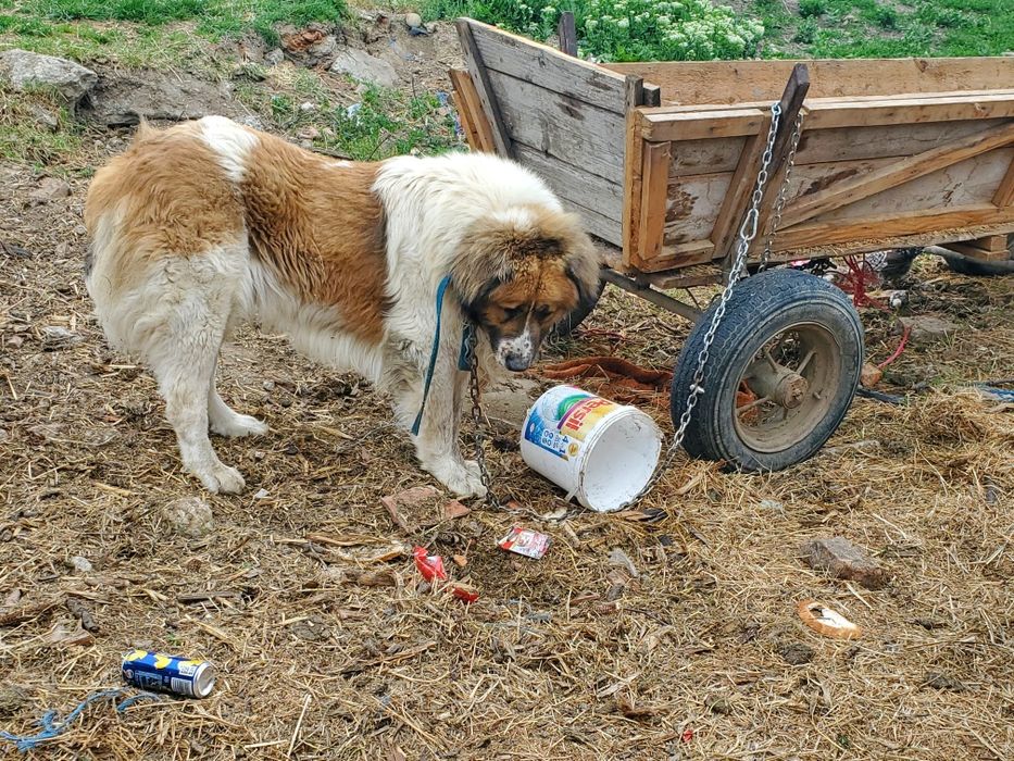 Câine ciobănesc  de vânzare