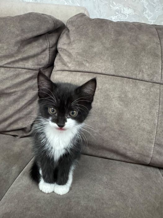Котята с доставкой