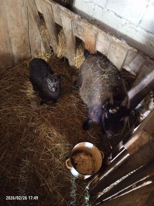 Каза с козлёнком