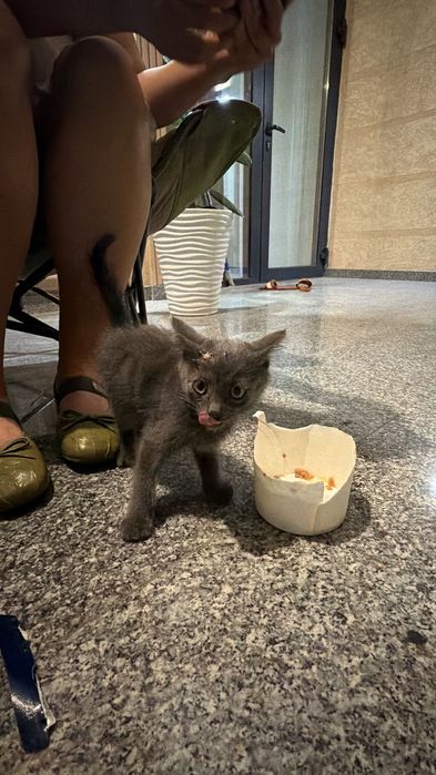 Ищет дом маленький котёнок