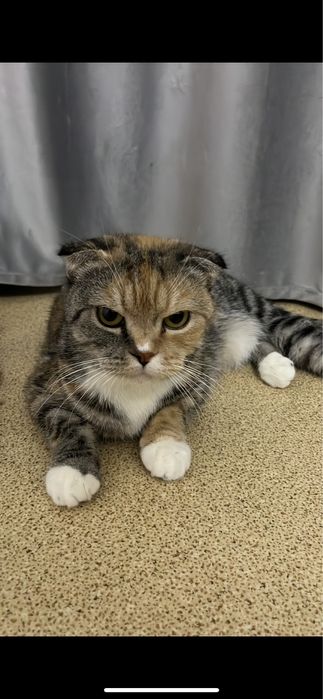 Котята породистые
