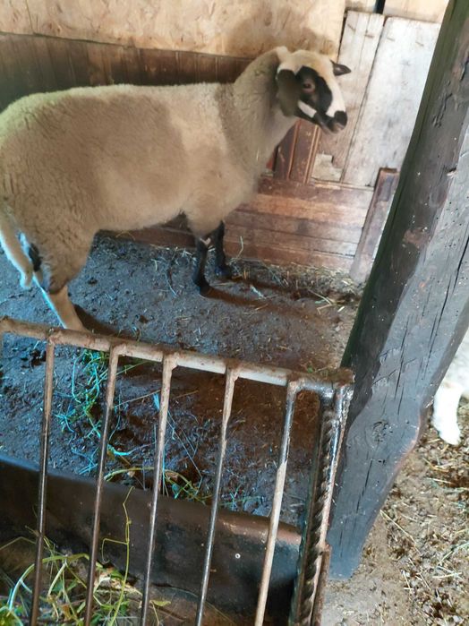 Продавам агне за клане