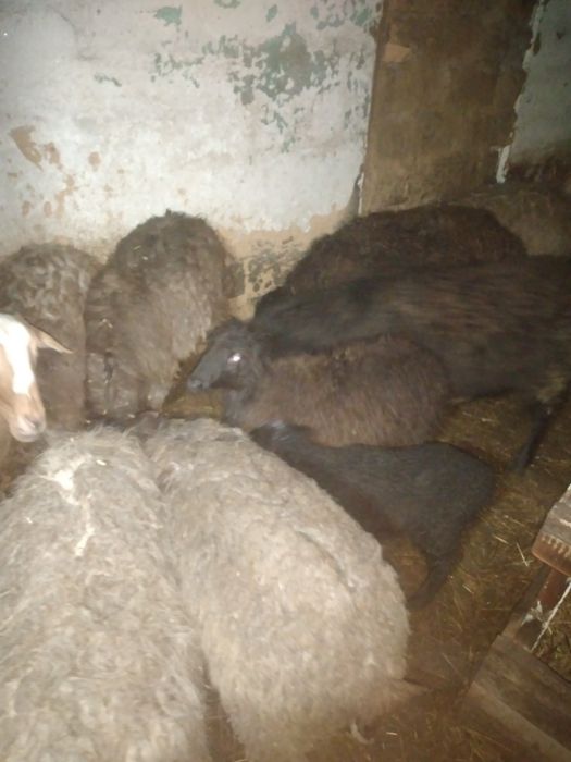 Продам баранов с ягнятами.