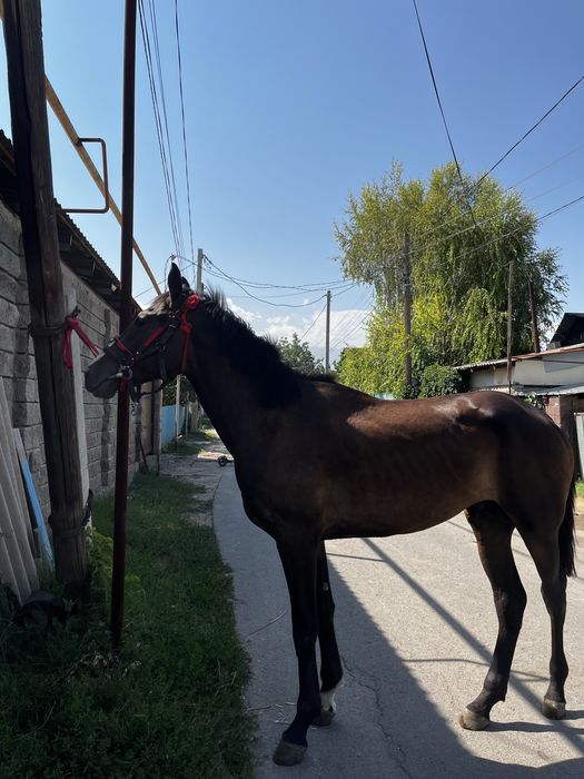 Продам   Жеребеца