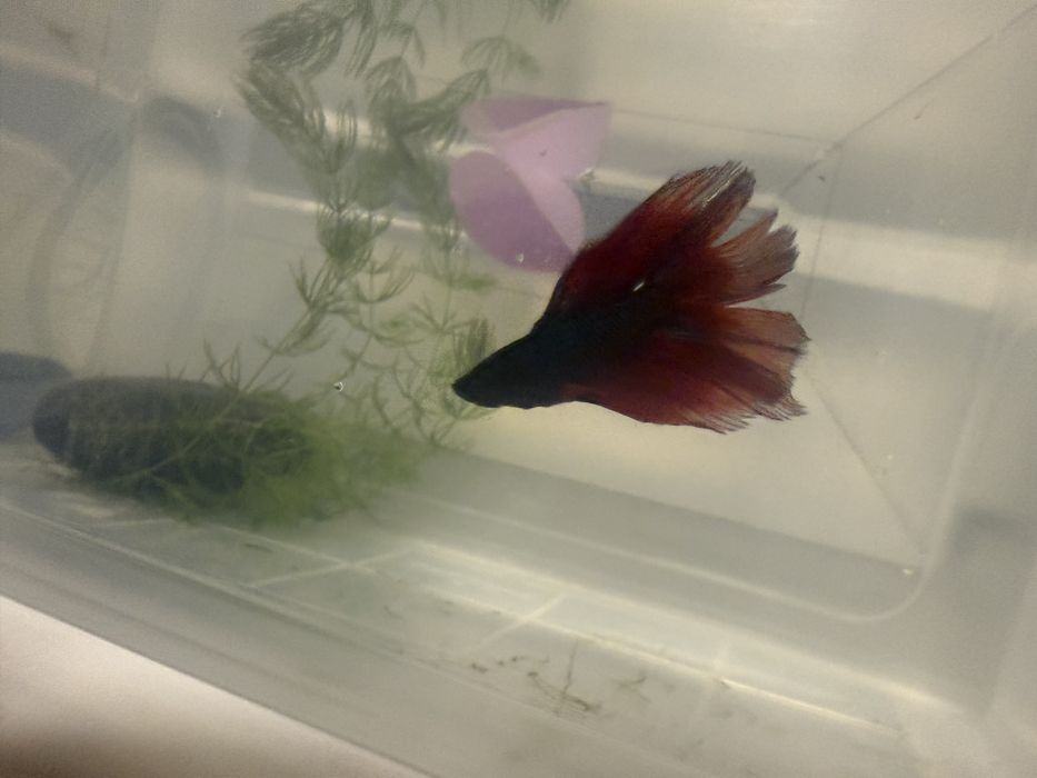 Аквариум и рыбка Петушок