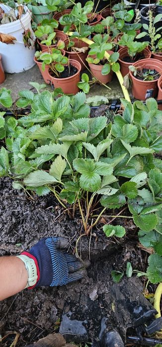 Stoloni capsune tot anul se pot planta oricand unifere amandine