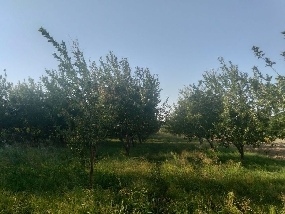 Продаётся яблочный сад