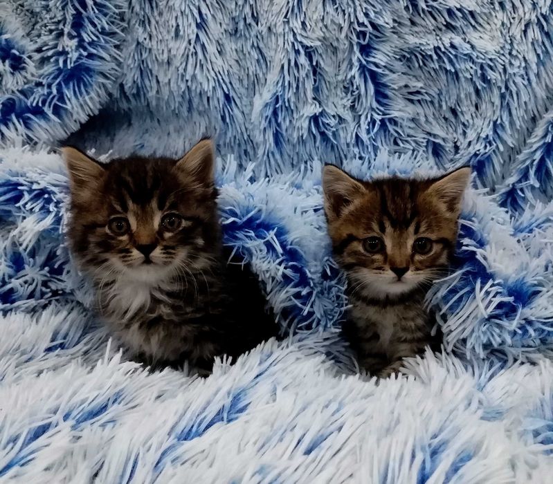 Отдам двух котиков.