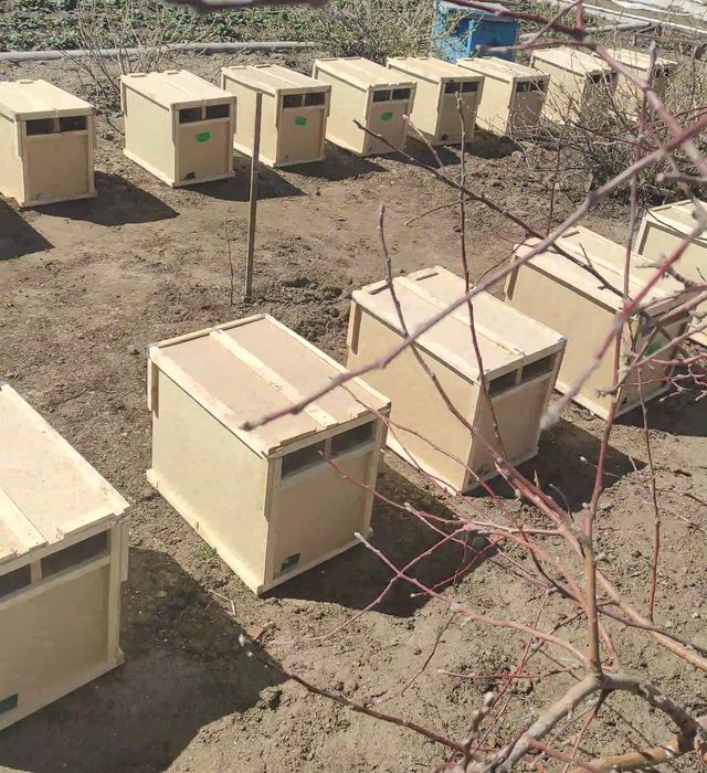 Пчелопакеты Карника F-1