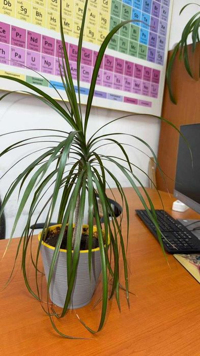 Драцена маргината (Dracaena marginata)