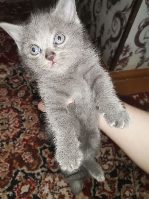 Мушук скотиш фолд