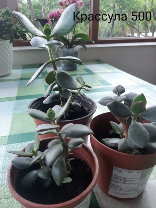 комнатные растения