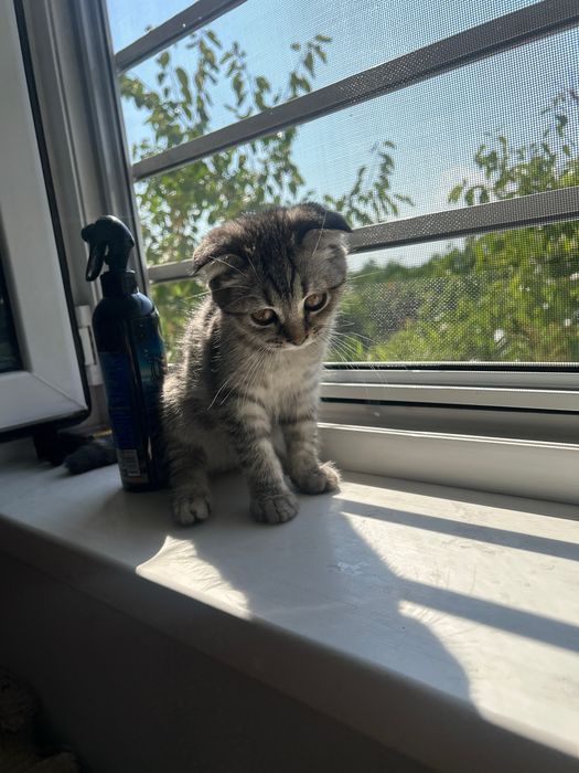 Котята 3 месяц туркиангора и скоттиш фолд