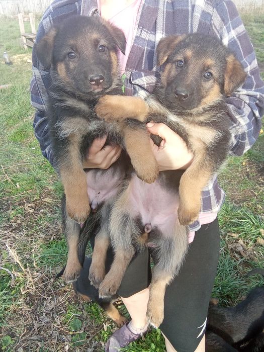 Щенки немецкой овчарки