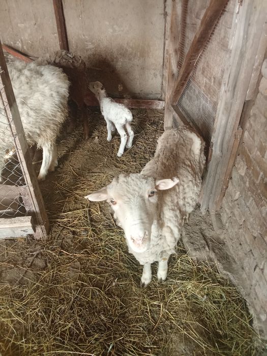 Козылы койлар козылар